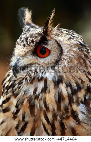 Portrait of a Rock Eagle owl (Bubo bengalensis)