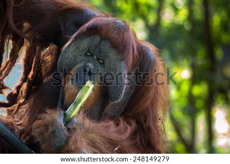 alpha male orangutan feeding on sugar cane