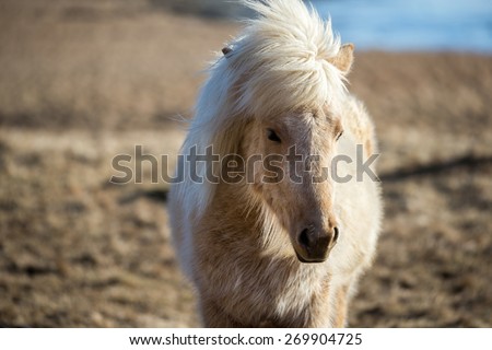 Close up view of an Icelandic pony (horse) grazing in the grass fields on the southern cost of Iceland in the winter.