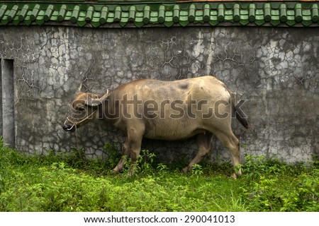 water buffalo outside a concrete house wall