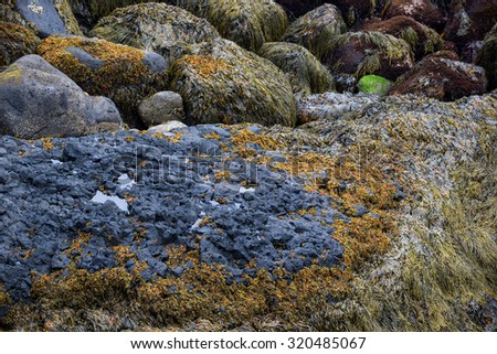 rock formation and sea kelp growth on the rocks