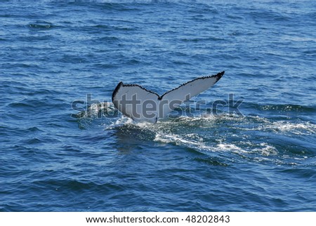 New England Whale Watch, Humpback Tail Id Shot Of Whale Stock Photo ...