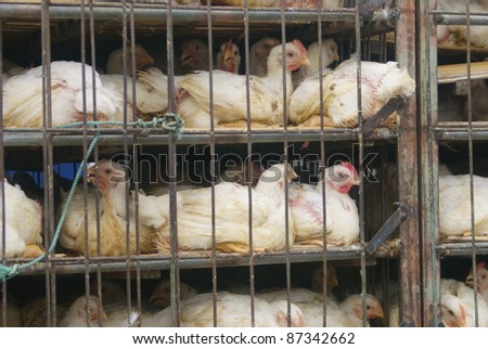 cruelty to animals - chicken in cages - bali - indonesia