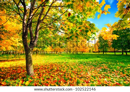 Autumn landscape with colourful maple tree