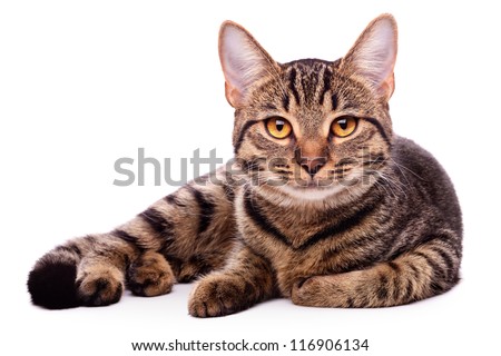 Similar – Image, Stock Photo Cute tabby cat lying down and looking at camera. Black and white image with copy space.