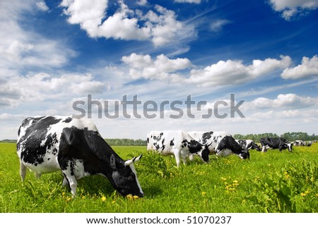 Herd of cows grazing in meadow