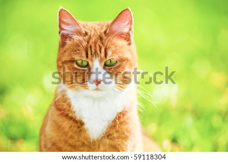 Red cat squinting in the bright sun