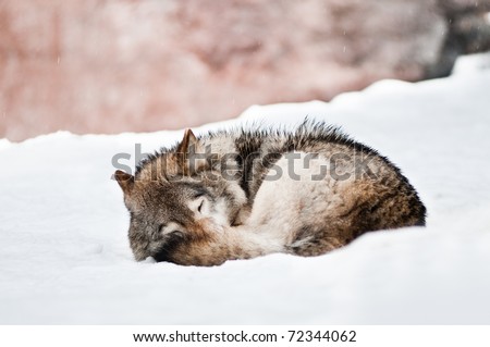 Gray wolf sleeping in the snow
