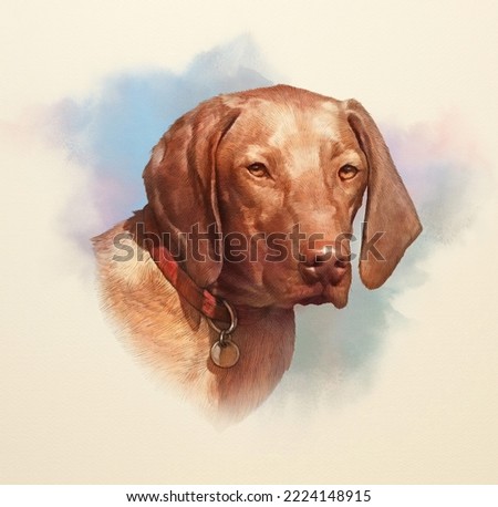 Vizsla dog Portrait on watercolor background. Weimaraner. Dog is man's best friend. Animal art collection: Dogs. Realistic Dog Portrait - Hand Painted Illustration of Pets. Good for banner, cover.