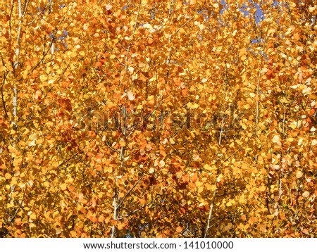 Aspen twinkle gold in Colorado Fall