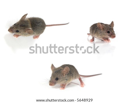 Three mice isolated on white