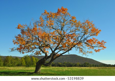 Leaning tree with orange leaves in fall