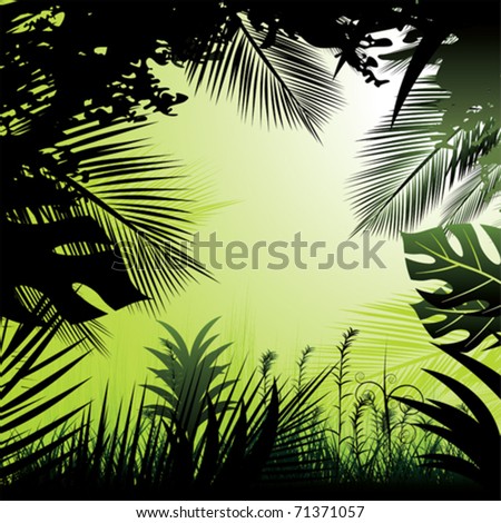 Tropical rainforest.