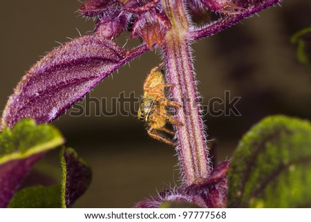 A macro shot of a curious orange jumping spider on a Thai Basil plant.