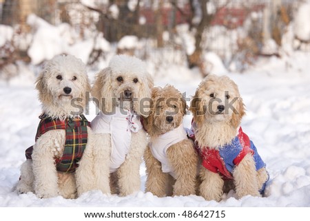 four puppies in snow