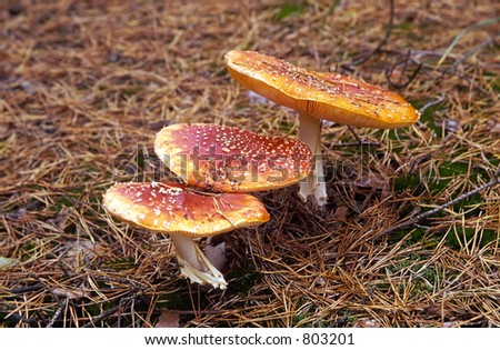 Group of colorful amanita muscaria mushroom (a.k.a. Fly Agarics)