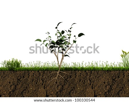 small plant in soil section