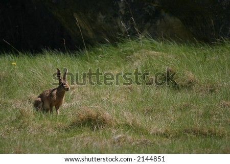 Wild hare in the countryside in Canterbury, New Zealand