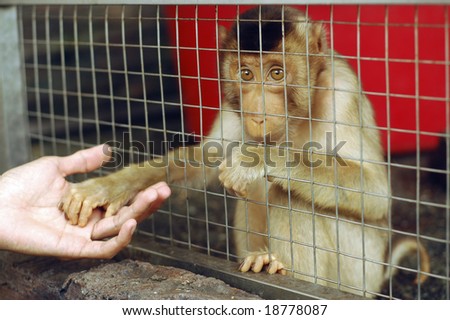 Sad Monkey Caged