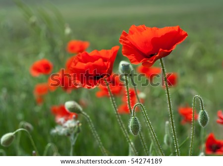 Meadow of wild poppies on shiny summer day