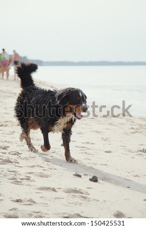 bernese mountain dog in water drops walks at summer sea beach