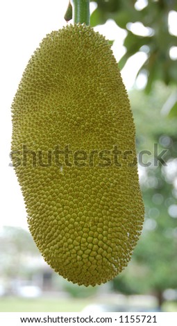a tropica fruit tree bearing two big jack fruit which contained hundred of smaller fruit and seeds