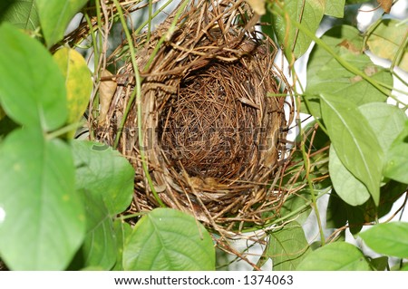 empty nest of  small bird