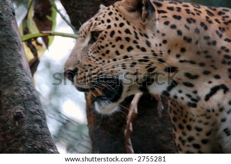large wild cat that has yellow fur with black spots on it and lives in Africa and southern Asia