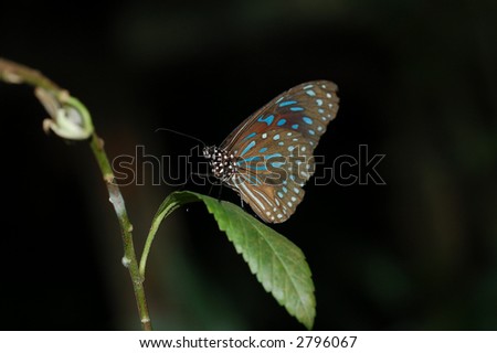 Butterfly resting on leave with dark background