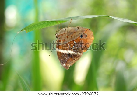 Butterfly resting on leave with eye pattern on wing