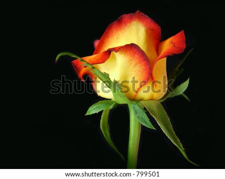 Fire-tipped: A yellow rose with red tips boldly contrasts a black background.