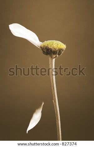 He Loves Me: Conceptual image depicting a well-known game.  The last petal says it all.  Great for Valentine\'s Day.
