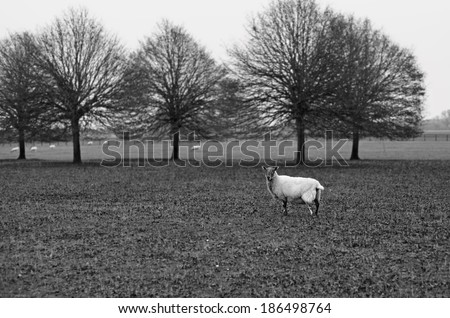 A lone sheep in an autumn field. Processed in black and white.
