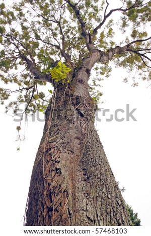 An isolated cutout of an upward image of a tall, aged and weathered rain forest tree.