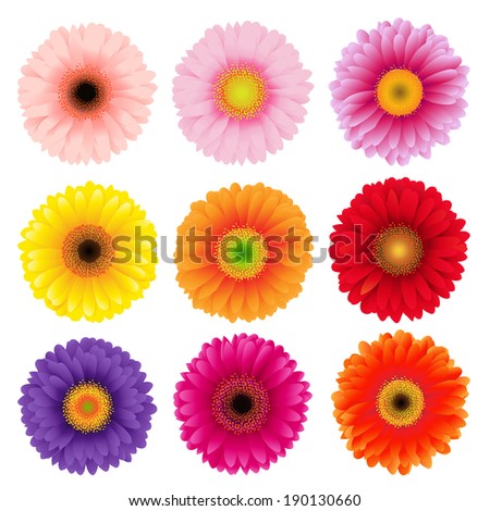 Big Colorful Gerbers Flowers Set, Vector Illustration