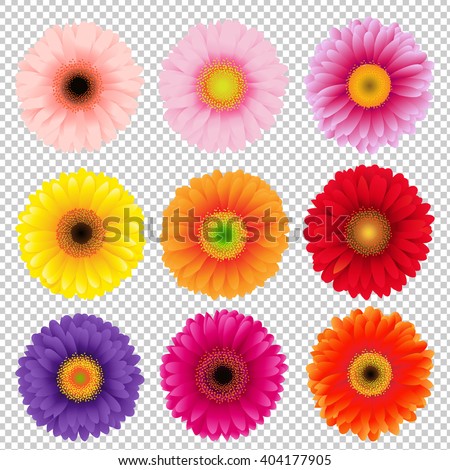 Big Colorful Gerbers Set, Isolated on Transparent Background, With Gradient Mesh, Vector Illustration