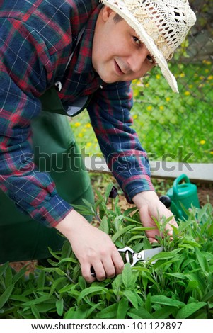 Spring garden concept. Male is doing garden work in herb garden