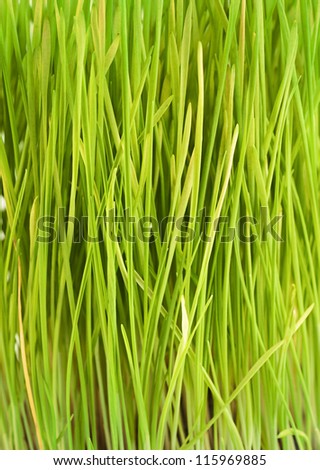 Green grass spring texture. Grass pattern