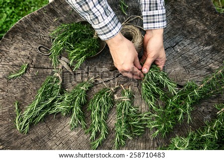 Herb Rosemary. Gardener is tieing up bunches of fresh rosemary.