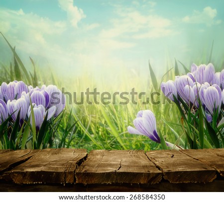 Spring background. Springtime Tabletop with spring flowers. Crocus flowers in meadow. Nature background.