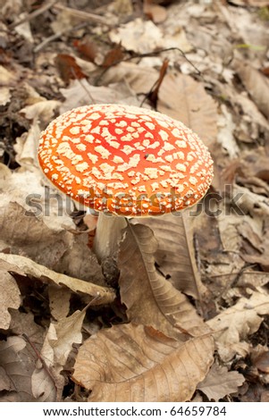 Poison mushroom in the woods on the bed of leaves