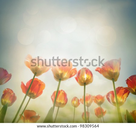 Easter Spring background with beautiful  yellow tulips in late afternoon sunset.