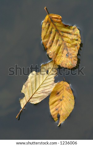 Three leaves on the water.