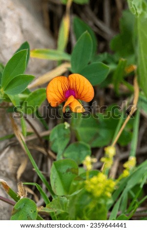 Similar – Image, Stock Photo Ciliated plant Plant Small