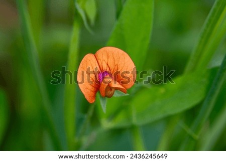 Similar – Image, Stock Photo Ciliated plant Plant Small