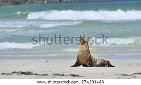 Australian Sea lion, Seal Bay, Kangaroo Island, South Australia
