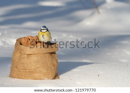 bird sitting on a sack of walnuts
