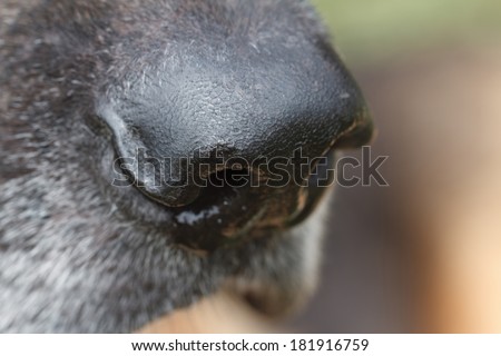 German Shepherd dog nose closeup. macro