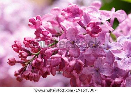 Sprig of flowering lilac pink flowers and buds close up horizontal