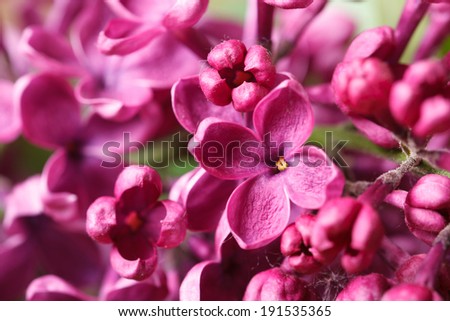 Bright pink lilac blooming with flowers and buds close up horizontal